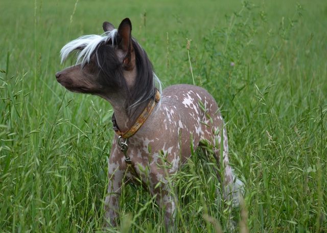 Gollend Kermilla Shocoladnoe Pjatnishko