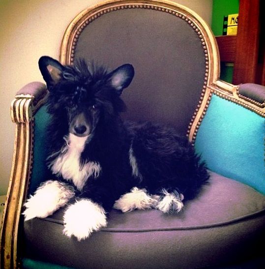 Volshebnaja Loshadka Arlin