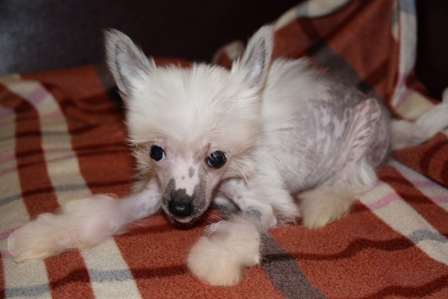 Charuyuschiy Soblazn Estestvennaya Leya