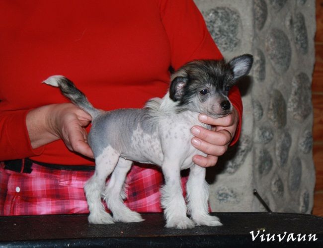 Viuvaun Vaahtokarkki