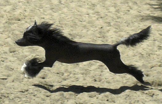 Kimberley Top Model de Rama