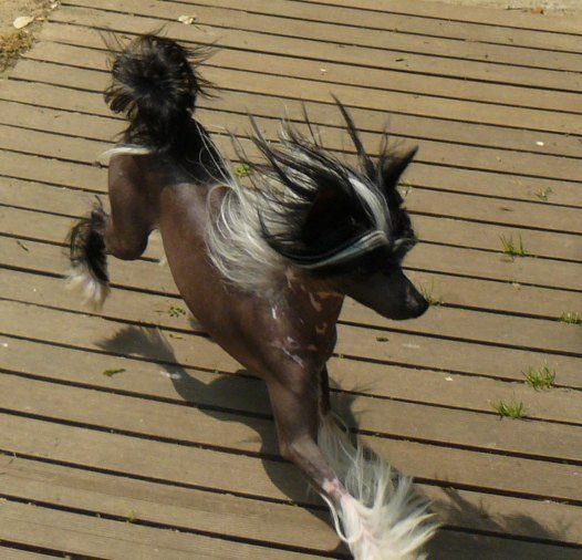 King Star top Model De Rama