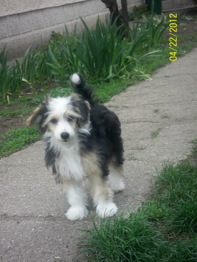 Puha - Luxus Porcelán Gyözelem