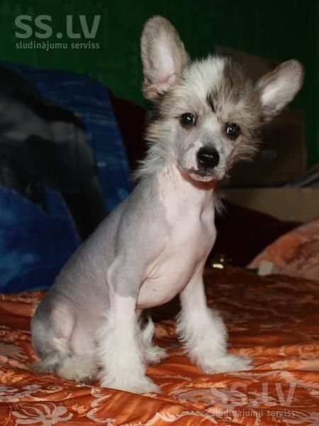 Fantazy Night A Star Mahesh  