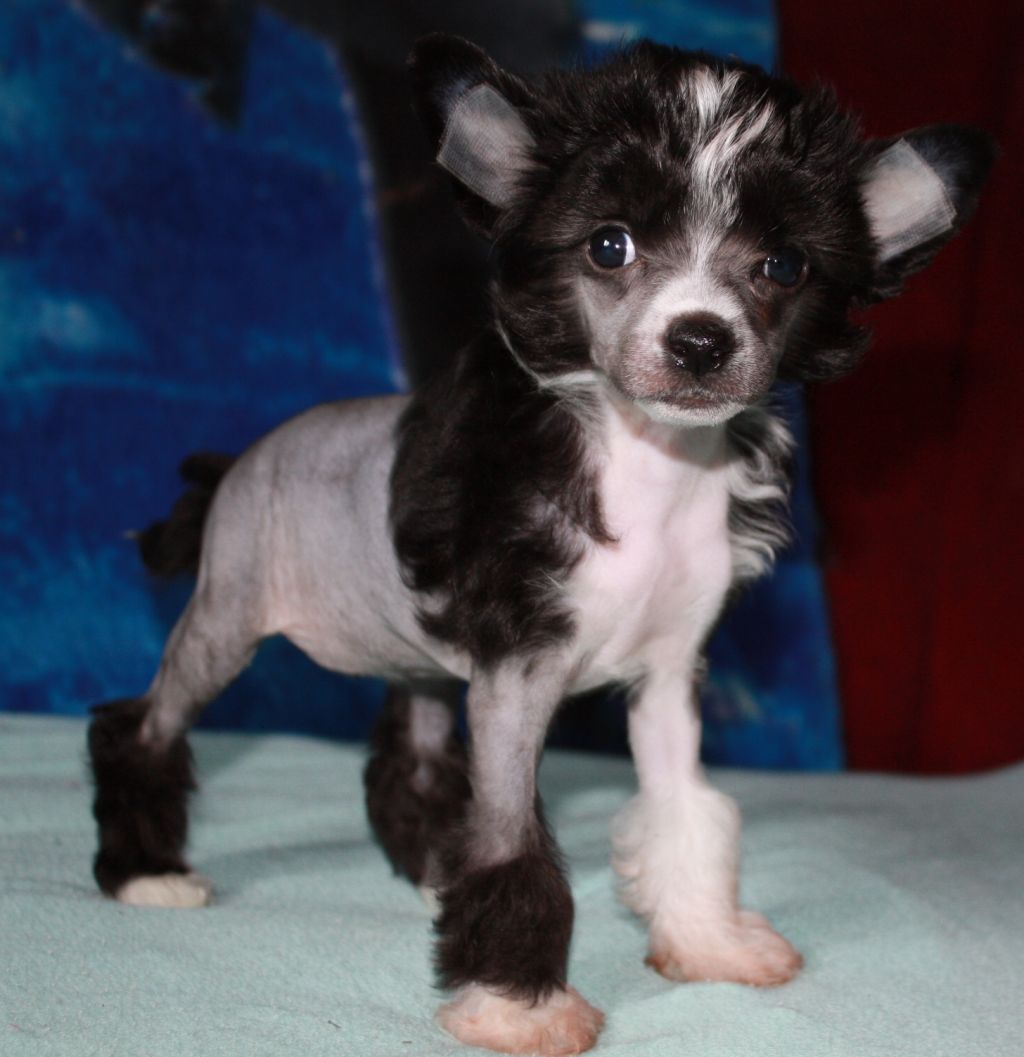 Fantazy Night A Star Margot Pearl