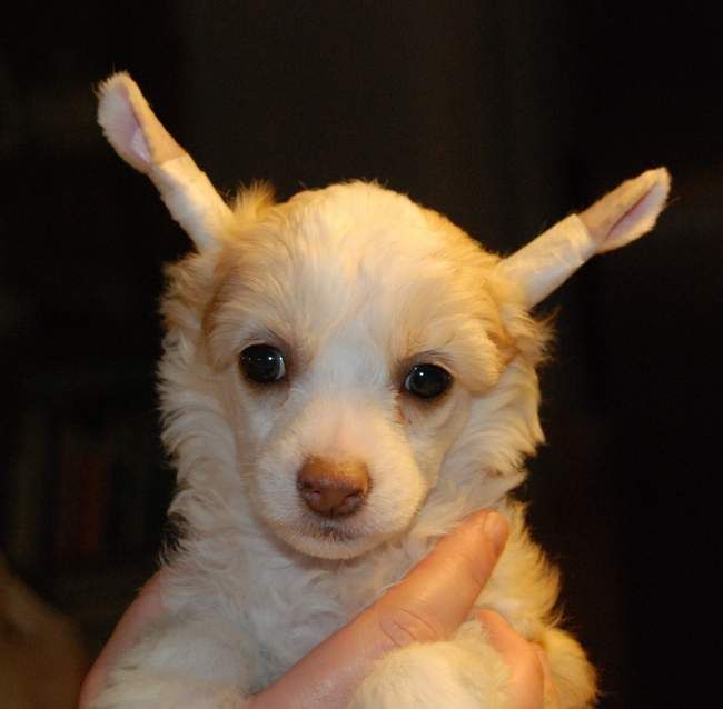 Zipolino's Polyjuice Potion