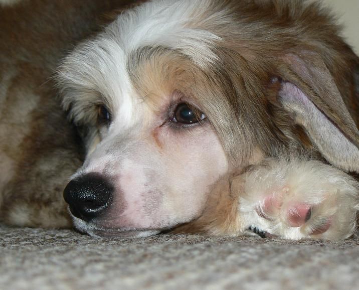 Dargeeling Little Sweetie