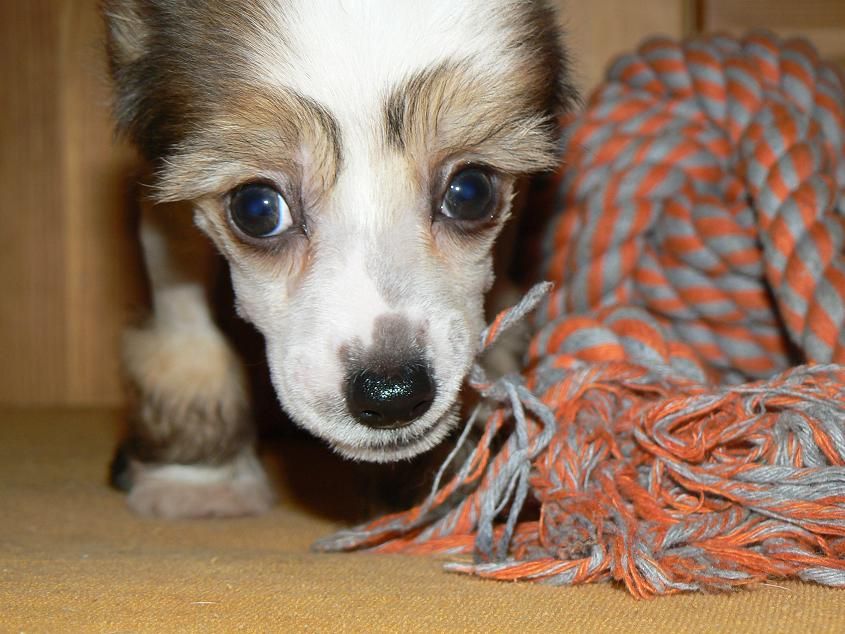 Dwarf Little Sweetie