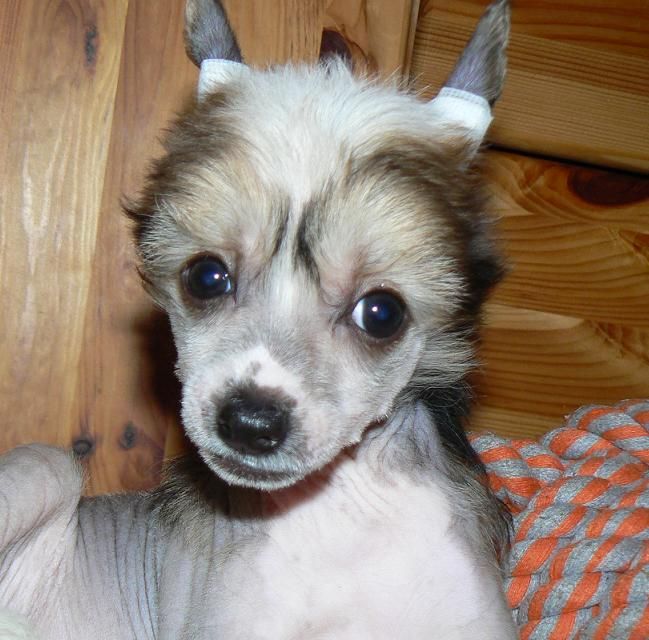 Desert Rose Little Sweetie