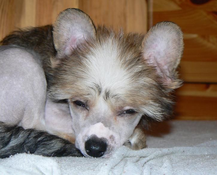 Dream of Joy Little Sweetie