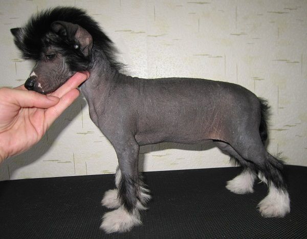 Apriori Vip Sunshine Reggae