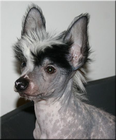 Marachinos Po Po Pokerface