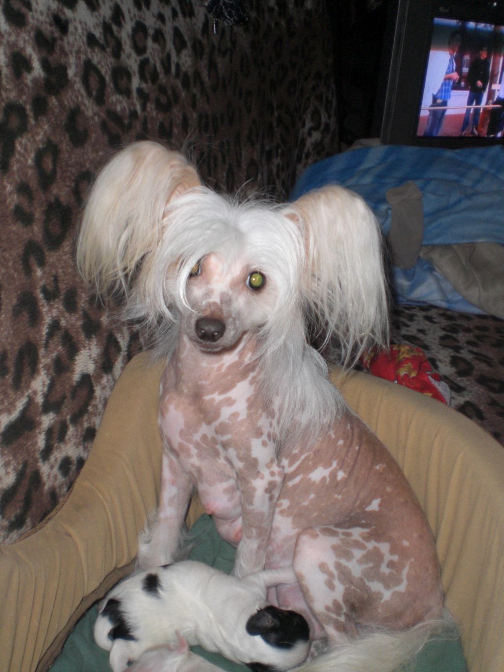 Talisman Cordyline Afrodita