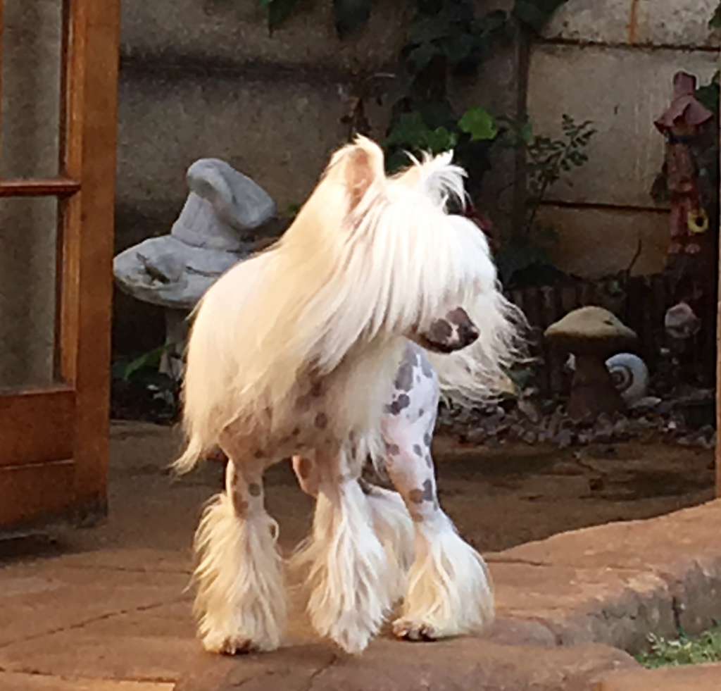 Opium Dust von Shinbashi