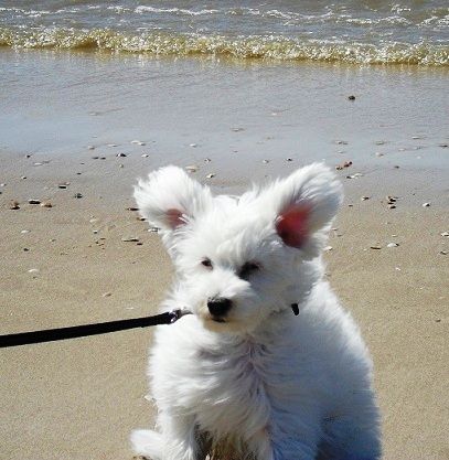 Cat's China Dogs Count Yoshino