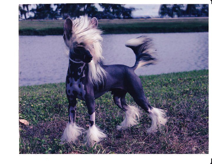 Risin Star's Heir to the Bare-On SOM