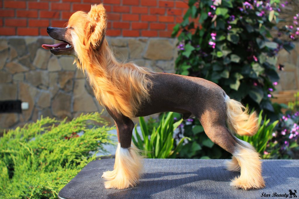 Olegro Katrin Akuna Matata