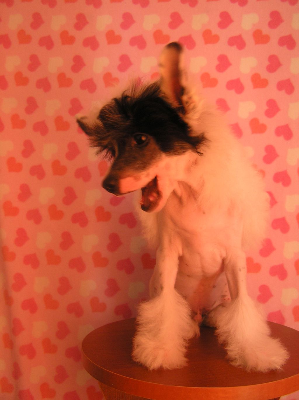 Leon Fleur De Lis  Airis