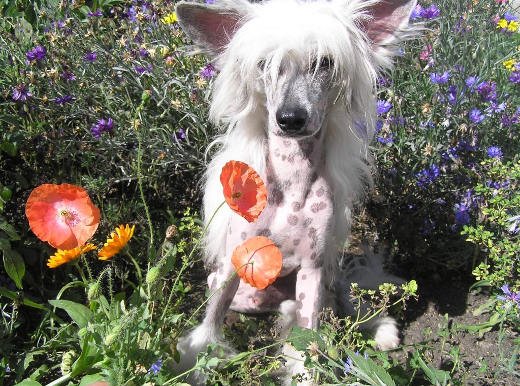 Leon Fleur De Lis Arnold