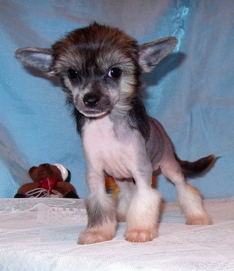 Perl Magic Robin Hood