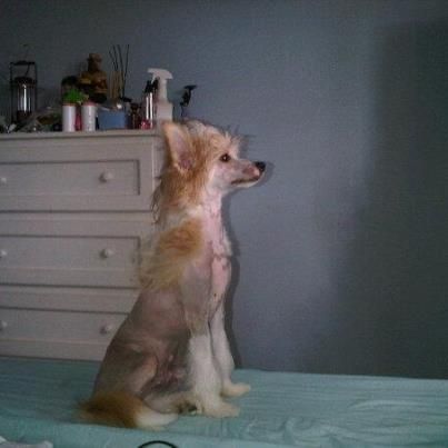 Tanguero Unleashed Di China Latina