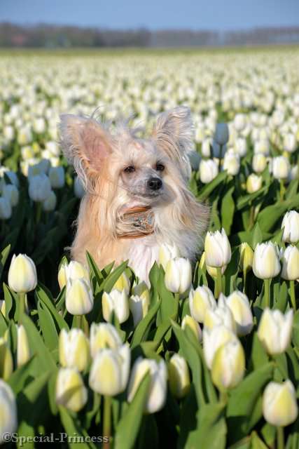 Bachata Romantica Di China Latina