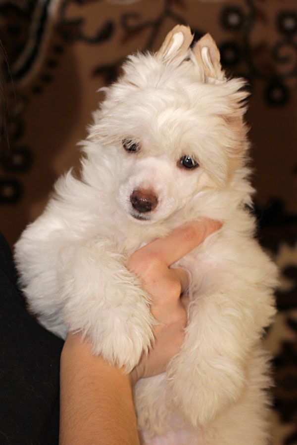 Doris Snegnaya Fantasiya