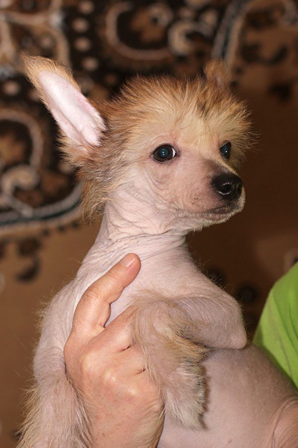 Djeri Klassnaya Devchonka