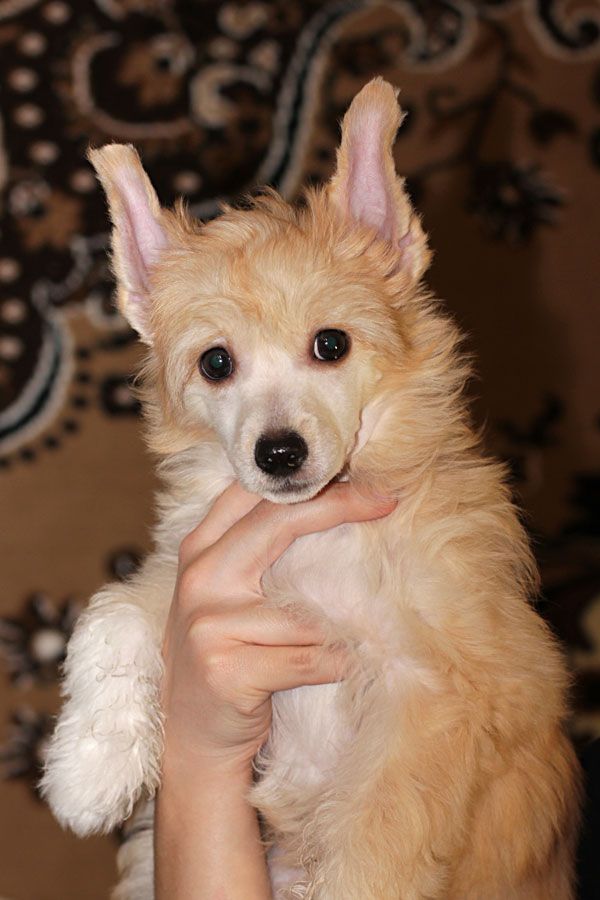 Djulia Delovaya Ledi