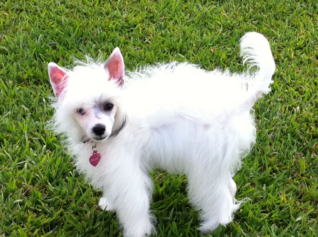 Comical's Demitasse Cricket