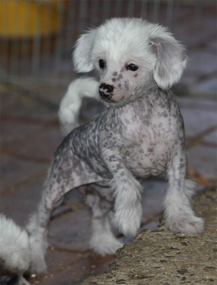 Entourage Pink N Ice Is Nice