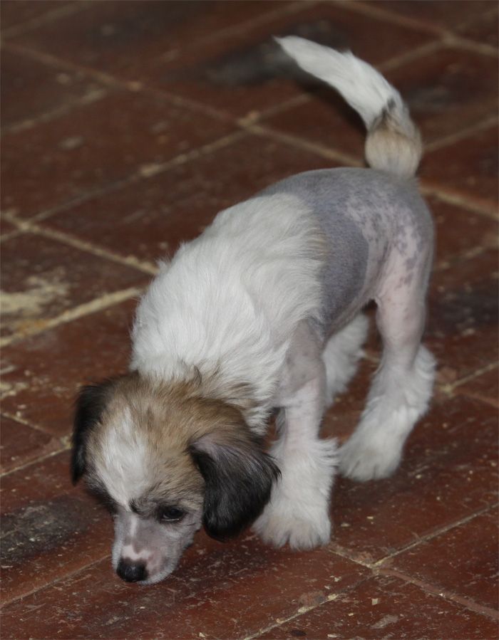 Entourage Simon Says Play