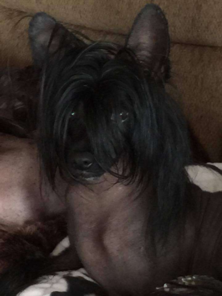 Little Dog Of Dream Hot Kiss