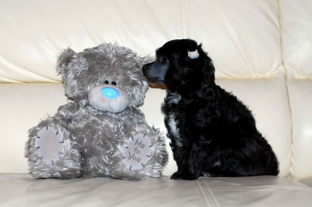 Ins Lucky Star Lend Rover Defender