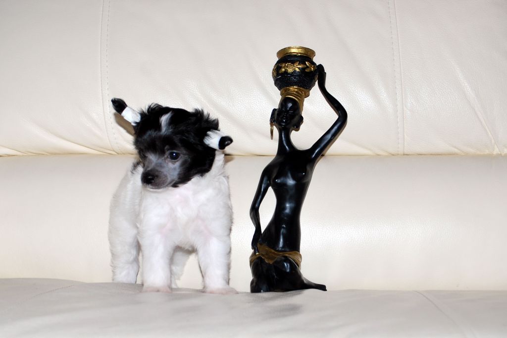 Ins Lucky Star Lincoln Continental