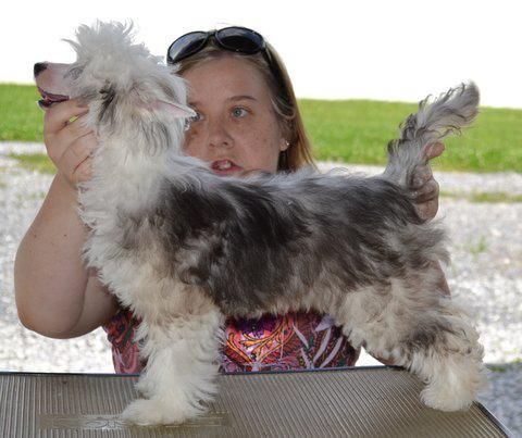 FaeryDreamer's Swinging on a Star