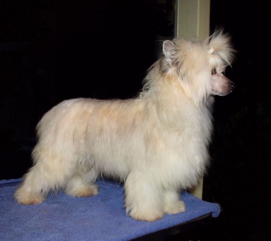 Mongoshi  Perfect 10