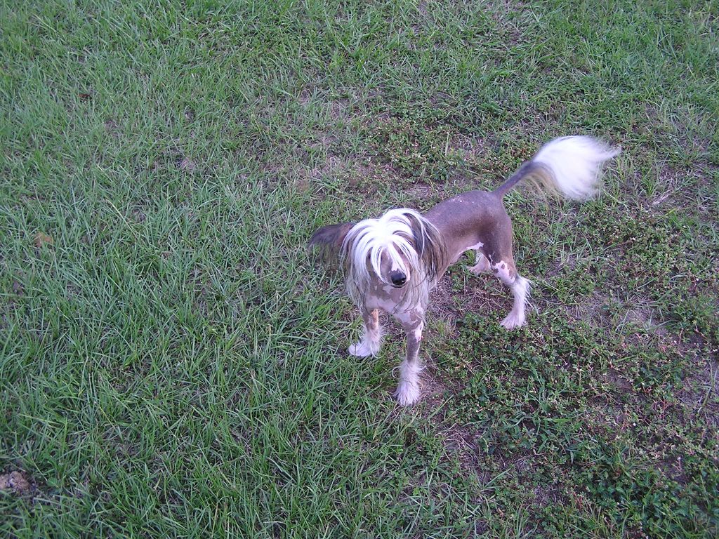 Shambhala's Double Trouble In Russia