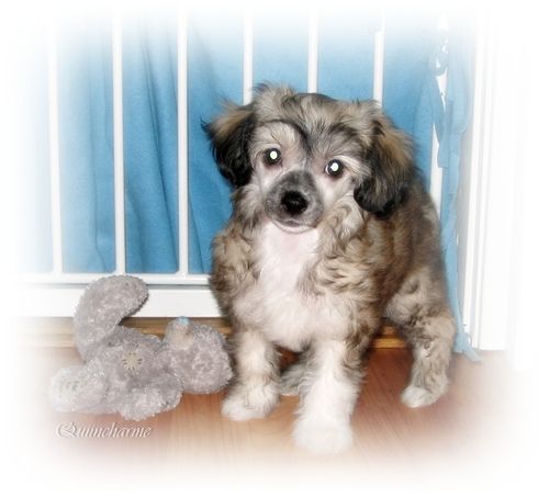 Quiincharme's Ice Queen Kamenice