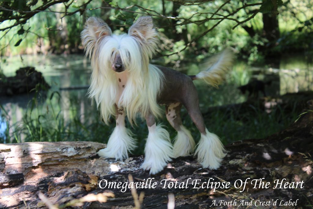 Omegaville Eclipse Of The Heart