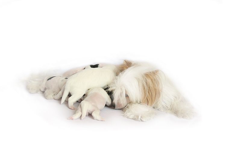 Explicit's I'm No Angel