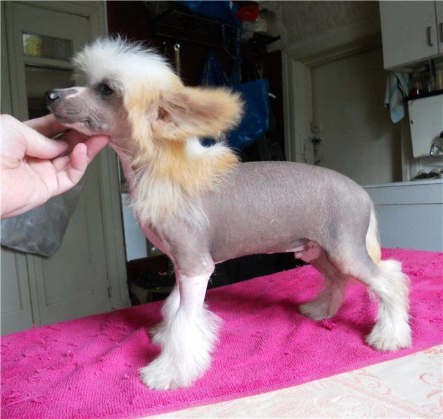 Fancy Style Barbaris