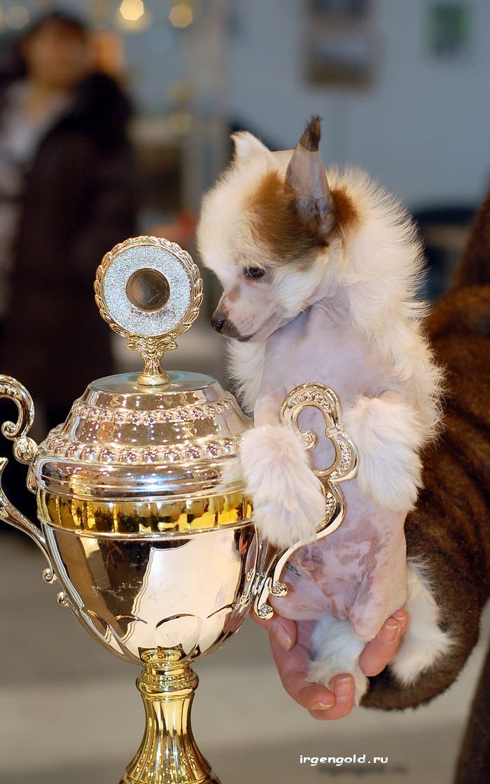 Irgen Gold Schnaps Voluswood