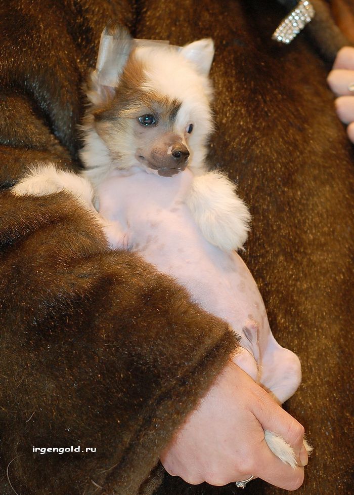 Irgen Gold Schweppes