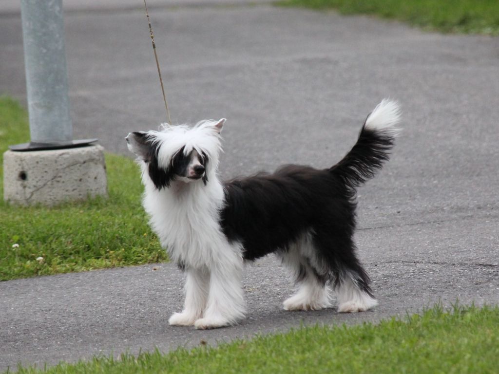 Selfcresteem's Drama By Prada