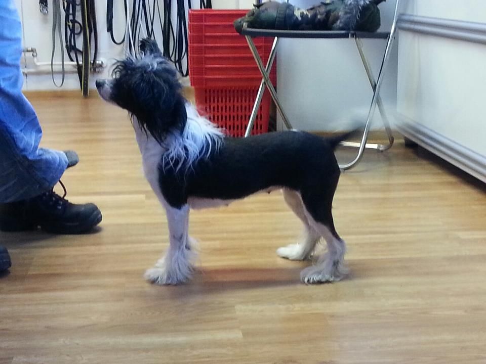 Selfcresteem's Dam De La Renta