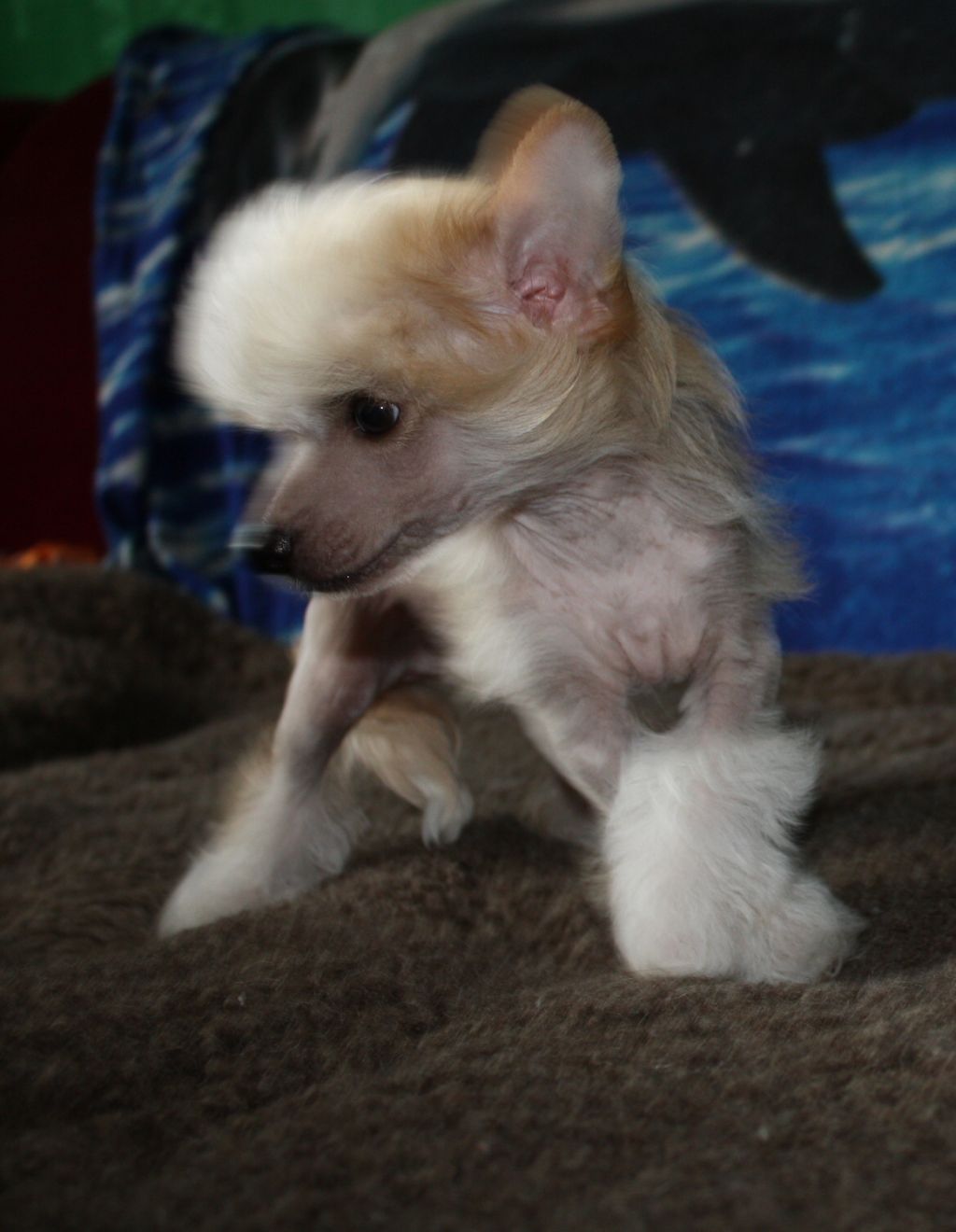 Fantazy Night Caes Nallely Naomi