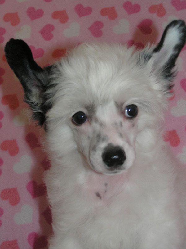 Leon Fleur De Lis  Asterix