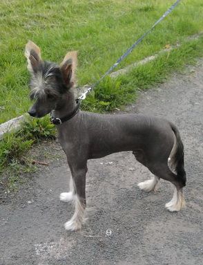 Sapfir iz Tsarskogo Sela Jan Batist