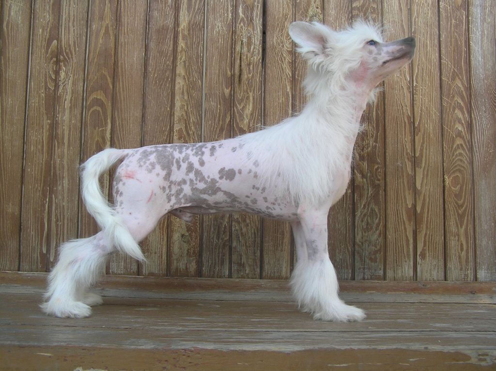 Leon Fleur De Lis  Antuan